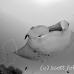 ray_manta_han_baa_h_0170_mal0899.jpg